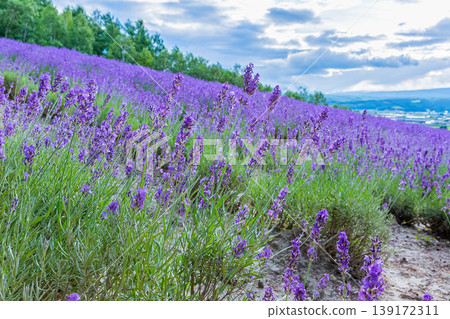 Lavender field Lavender field 139172311