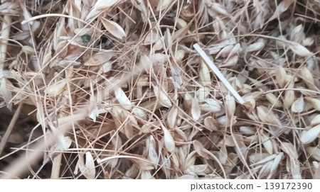 grass with hoarfrost seeds 139172390