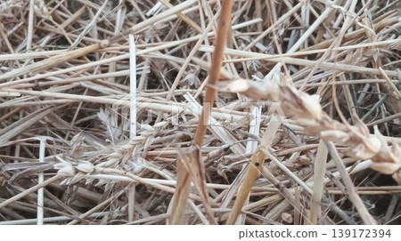 ears of wheat 139172394