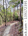 Mountain trail in forest for hiking and walking, natural outdoor scenery 139172395