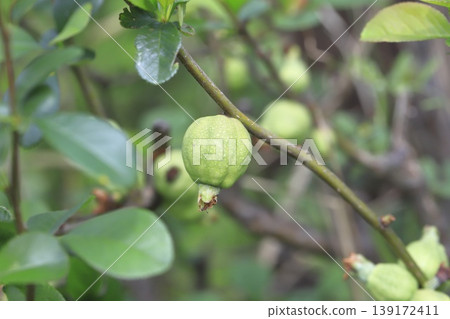 The quince fruit has begun to grow larger. The quince fruit has begun to grow larger. 139172411