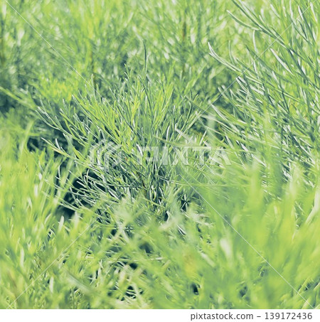 background of small green pine tree leaves background of small green pine tree leaves 139172436