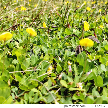 Background portrait of green grass spread on the ground with beautiful bright yellow flowers Background portrait of green grass spread on the ground with beautiful bright yellow flowers 139172437