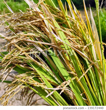 close up of rice grains with stalks close up of rice grains with stalks 139172440