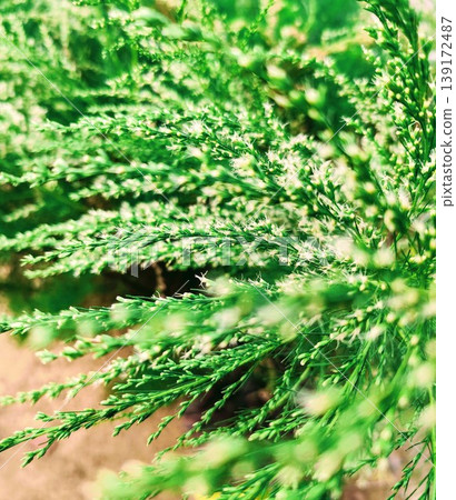 Dogfennel plants that are flowering can be used as herbal medicinal plants Dogfennel plants that are flowering can be used as herbal medicinal plants 139172487