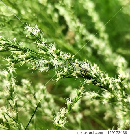 Dogfennel plants that are flowering can be used as herbal medicinal plants Dogfennel plants that are flowering can be used as herbal medicinal plants 139172488