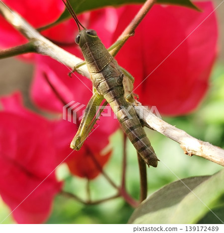 A large grasshopper landed on a bougainvillea flower A large grasshopper landed on a bougainvillea flower 139172489