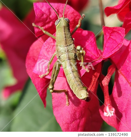 A large grasshopper landed on a bougainvillea flower A large grasshopper landed on a bougainvillea flower 139172490