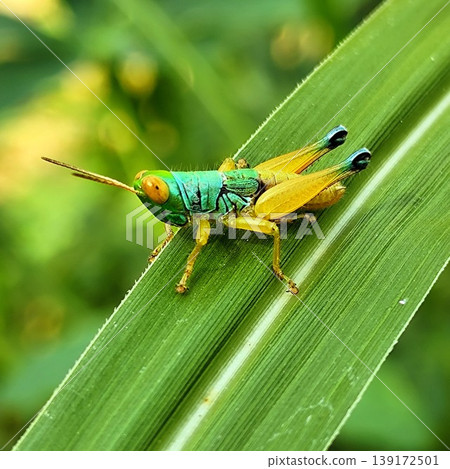 A grasshopper with a blue body and yellow legs is sitting on a leaf A grasshopper with a blue body and yellow legs is sitting on a leaf 139172501
