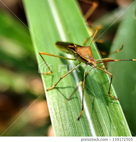 stinging grasshopper is perched on the leaves of a rice plant stinging grasshopper is perched on the leaves of a rice plant 139172505