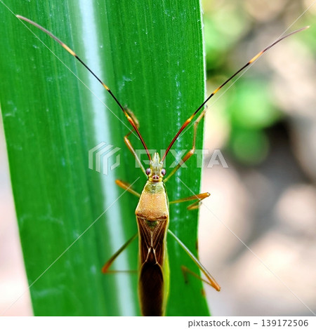 stinging grasshopper is perched on the leaves of a rice plant stinging grasshopper is perched on the leaves of a rice plant 139172506
