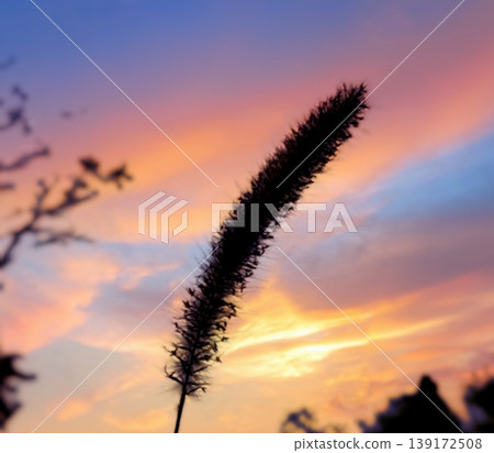 grass plant silhouetted against a vibrant sunset, showcasing warm hues of orange and pink in the sky grass plant silhouetted against a vibrant sunset, showcasing warm hues of orange and pink in the sky 139172508