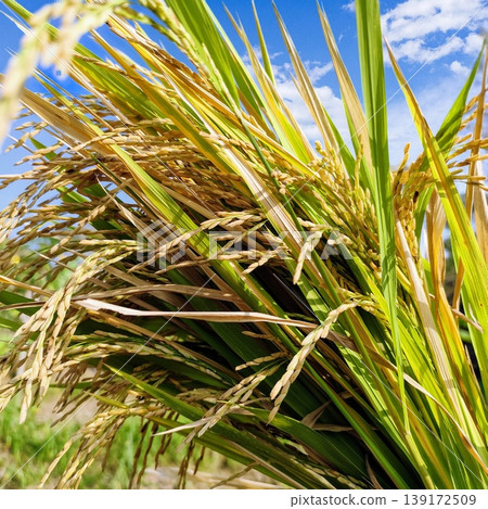 close up of rice grains with stalks close up of rice grains with stalks 139172509