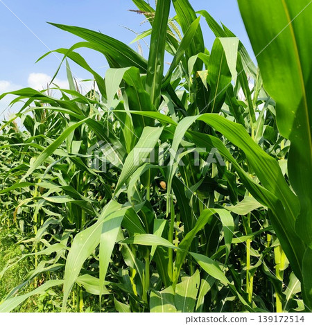 green corn field under the hot sun and blue sky green corn field under the hot sun and blue sky 139172514