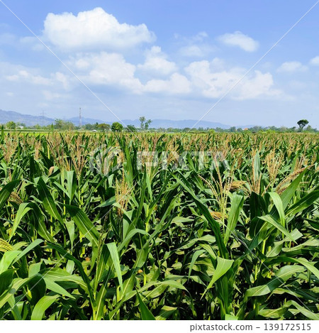 green corn field under the hot sun and blue sky green corn field under the hot sun and blue sky 139172515