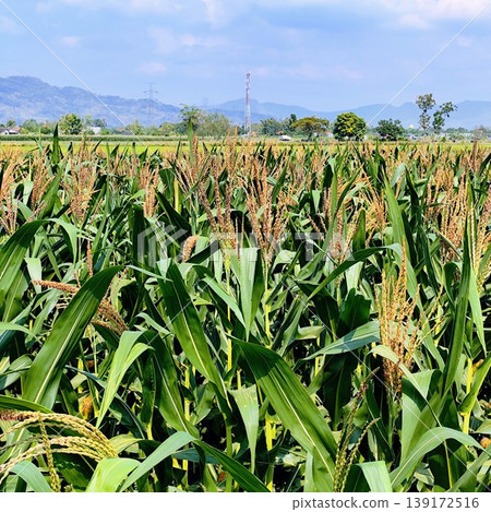 green corn field under the hot sun and blue sky green corn field under the hot sun and blue sky 139172516