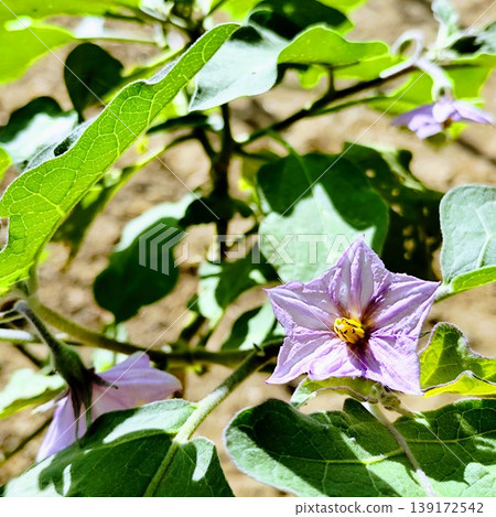 Stock photo of flowering eggplant plant 139172542
