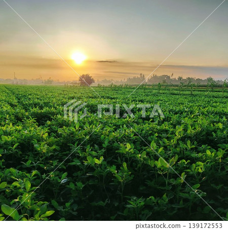 The sun sets over the lush and dense peanut plantations in the countryside, the fading sunlight and the beautiful green plants create a calm and peaceful mood The sun sets over the lush and dense peanut plantations in the countryside, the fading sunlight and the beautiful green plants create a calm and peaceful mood 139172553