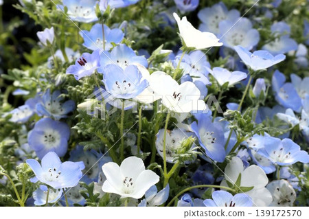 Flowerbed flowers: Nemophila flowers: MAISHIMA: Nemophila flower festival Flowerbed flowers: Nemophila flowers: MAISHIMA: Nemophila flower festival 139172570
