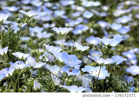 Flowerbed flowers: Nemophila flowers: MAISHIMA: Nemophila flower festival Flowerbed flowers: Nemophila flowers: MAISHIMA: Nemophila flower festival 139172571