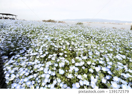 Flowerbed flowers: Nemophila flowers: MAISHIMA: Nemophila flower festival Flowerbed flowers: Nemophila flowers: MAISHIMA: Nemophila flower festival 139172579