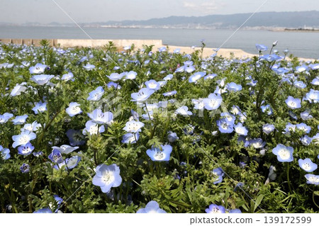 Flowerbed flowers: Nemophila flowers: MAISHIMA: Nemophila flower festival Flowerbed flowers: Nemophila flowers: MAISHIMA: Nemophila flower festival 139172599
