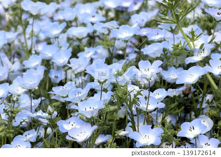Flowerbed flowers: Nemophila flowers: MAISHIMA: Nemophila flower festival Flowerbed flowers: Nemophila flowers: MAISHIMA: Nemophila flower festival 139172614