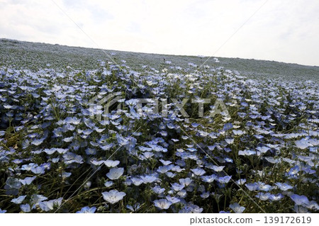 Flowerbed flowers: Nemophila flowers: MAISHIMA: Nemophila flower festival 139172619