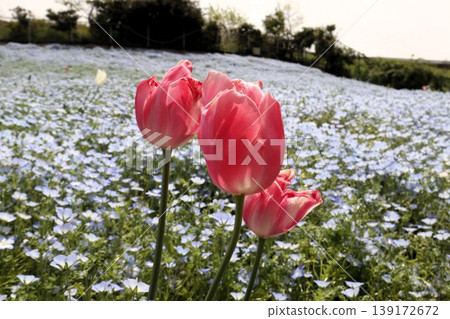 Flowerbed flowers: Nemophila flowers: MAISHIMA: Nemophila flower festival Flowerbed flowers: Nemophila flowers: MAISHIMA: Nemophila flower festival 139172672