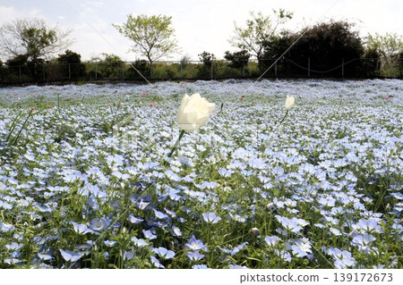 Flowerbed flowers: Nemophila flowers: MAISHIMA: Nemophila flower festival Flowerbed flowers: Nemophila flowers: MAISHIMA: Nemophila flower festival 139172673