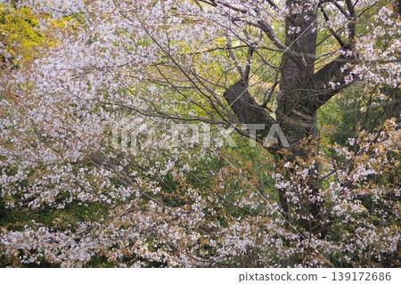 Scenery with cherry tree Scenery with cherry tree 139172686
