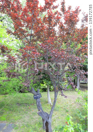 The red new leaves and fruit of the red plum (or red-leaved plum). The red new leaves and fruit of the red plum (or red-leaved plum). 139172785