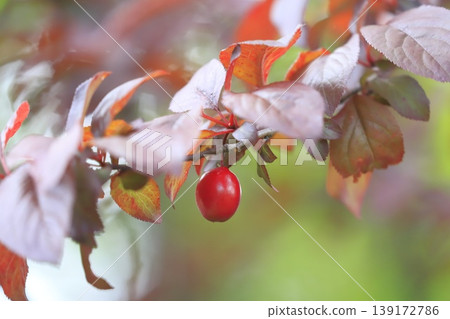 紅李（或紅葉李）的紅色新葉和果實。 139172786