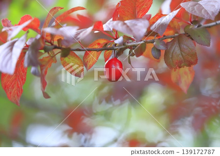 The red new leaves and fruit of the red plum (or red-leaved plum). The red new leaves and fruit of the red plum (or red-leaved plum). 139172787