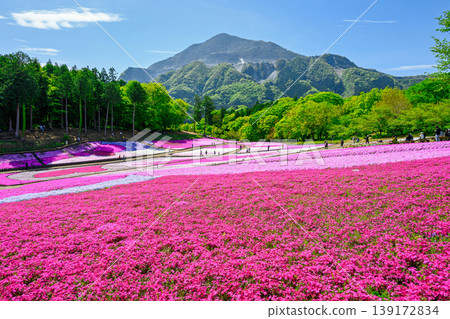 秩父市、羊山公園、武甲山山麓、春天的芝櫻之丘 秩父市、羊山公園、武甲山山麓、春天的芝櫻之丘 139172834