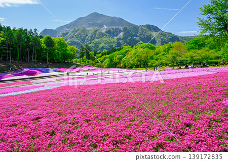 Chichibu City, Hitsujiyama Park, foot of Mount Buko, Shibazakura Hill in Spring Chichibu City, Hitsujiyama Park, foot of Mount Buko, Shibazakura Hill in Spring 139172835