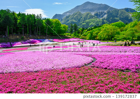 Chichibu City, Hitsujiyama Park, foot of Mount Buko, Shibazakura Hill in Spring 139172837