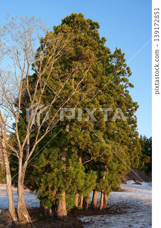 Cedar tree Cedar tree 139172851