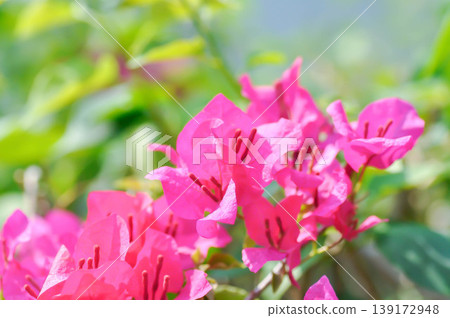 Bougainvillea or paper flower , red paper flower or fuchsia flower 139172948