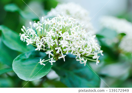 Ixora ebarbata Craib, Ixora finlaysoniana Wall ex G Don or Ixora lucida R Br ex Hook f or rubiaceae or Siamese White Ixora or ixora or white flower Ixora ebarbata Craib, Ixora finlaysoniana Wall ex G Don or Ixora lucida R Br ex Hook f or rubiaceae or Siamese White Ixora or ixora or white flower 139172949