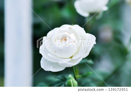 briosa rose , white rose or Garden roses , zaide rose or William Christie Rose or Mary Rose or Rosa damascena Mill or Rose or Damask rose or Rosaceae or white flower 139172951