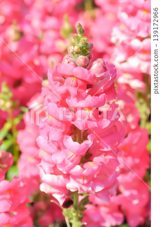 Antirrhinum majus Early Potomac Pink, Potomac Pink Snapdragon or Pink Snapdragon or Antirrhinum majus or Plantaginaceae or Snapdragon or pink flower Antirrhinum majus Early Potomac Pink, Potomac Pink Snapdragon or Pink Snapdragon or Antirrhinum majus or Plantaginaceae or Snapdragon or pink flower 139172966