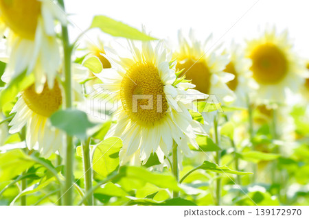 White Sunflower, sunflower or Asteraceae or H annuus or Helianthus annuus L or Helianthus annuus ProCut White Nite or white flower and sky 139172970