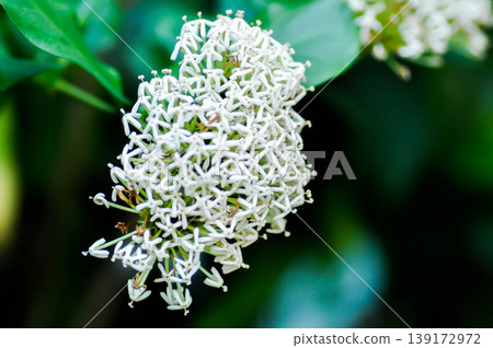 Ixora ebarbata Craib, Ixora finlaysoniana Wall ex G Don or Ixora lucida R Br ex Hook f or rubiaceae or Siamese White Ixora or ixora or white flower 139172972