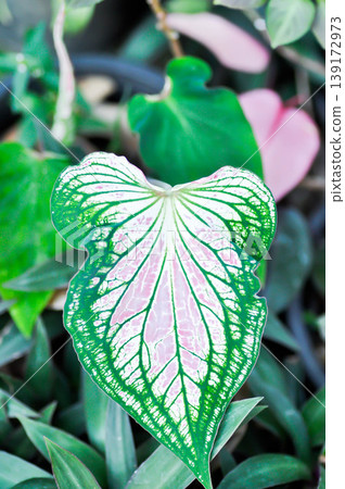 Caladium ,Caladium ThaiBeauty or Dieffenbachia seguine or Caladium bicolor or Araceae or pink leaf Caladium ,Caladium ThaiBeauty or Dieffenbachia seguine or Caladium bicolor or Araceae or pink leaf 139172973
