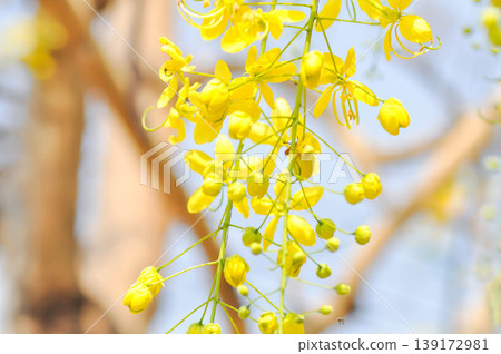 Golden shower , Cassia fistula or pudding pipe tree or Cassia fistula Linn and sky 139172981