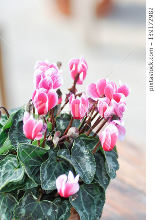 Cyclamen persicum, Florists Cyclamen or Cyclamen , Cyclamen persicum Mill or Primulaceae or pink and white flower or pink flower 139172982