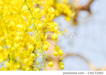 Golden shower , Cassia fistula or pudding pipe tree or Cassia fistula Linn and sky 139172985