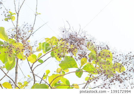 Tectona grandis, Teak tree or teak seed or teak fruit on the tree and sky Tectona grandis, Teak tree or teak seed or teak fruit on the tree and sky 139172994