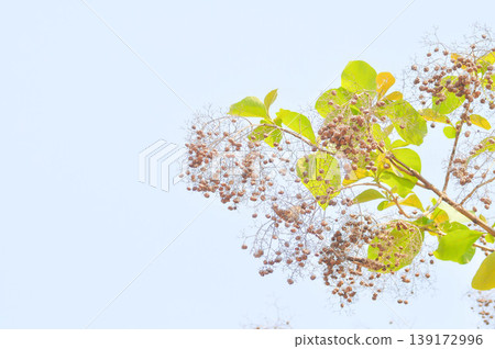 Tectona grandis, Teak tree or teak seed or teak fruit on the tree and sky Tectona grandis, Teak tree or teak seed or teak fruit on the tree and sky 139172996